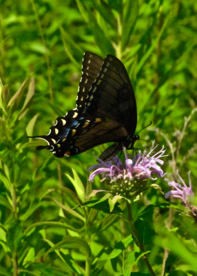 Swallowtail