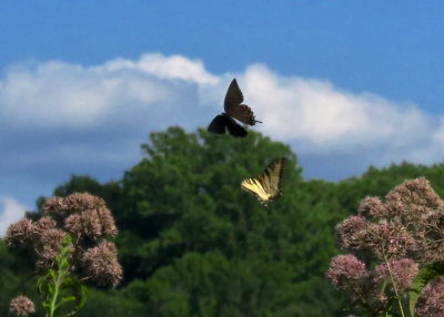Swallowtail