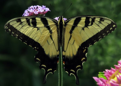 Swallowtail
