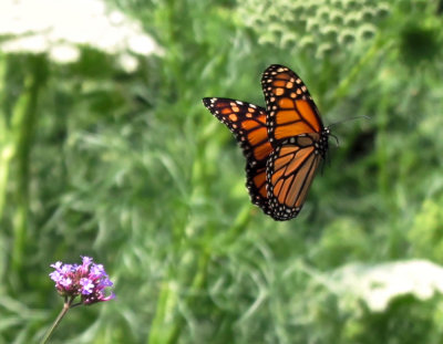 Monarch