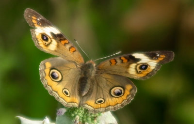 Owl Butterfly