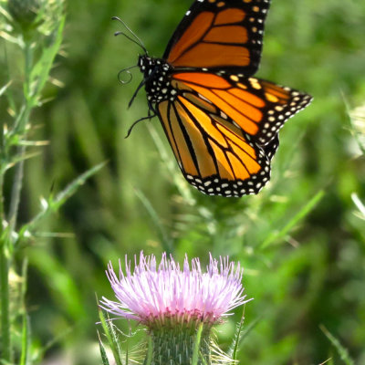 Monarch