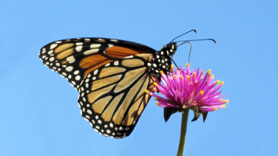 Monarch