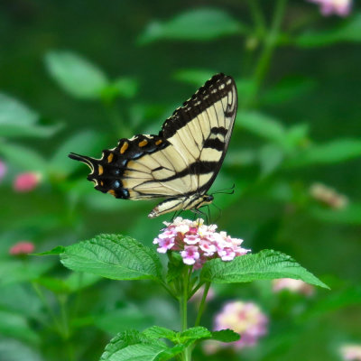 Swallowtail