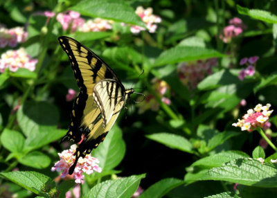 Swallowtail