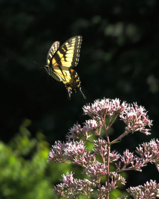 Swallowtail