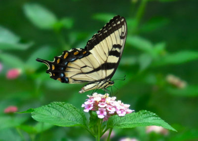 Swallowtail