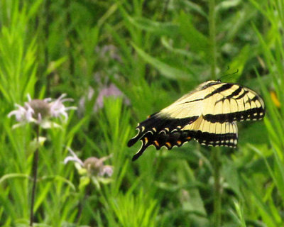 Swallowtail