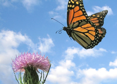 Lepidoptera