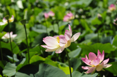 Blue Lotus Water Garden 蓮花池