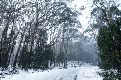 Mt Donna Buang Summit