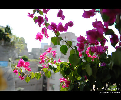 DSC_7711.jpg