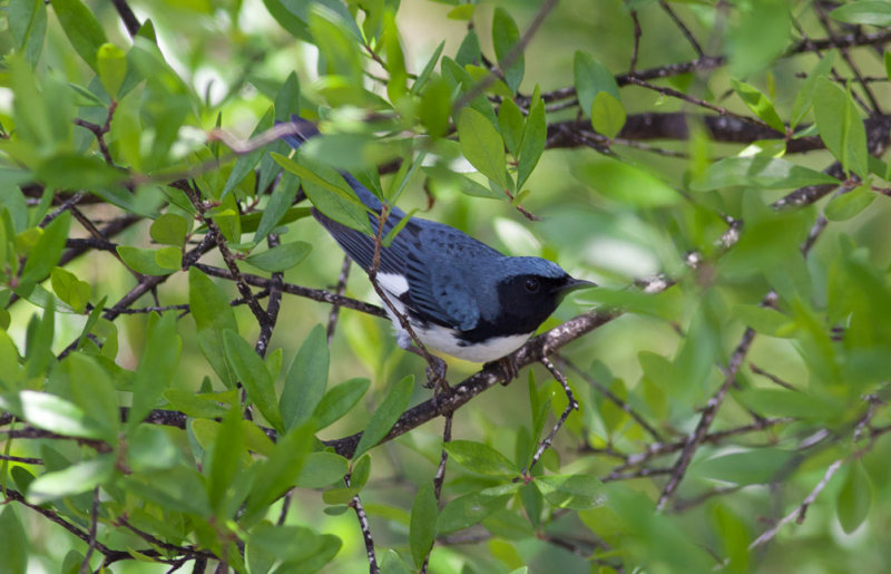 Black-throated Blue Warbler