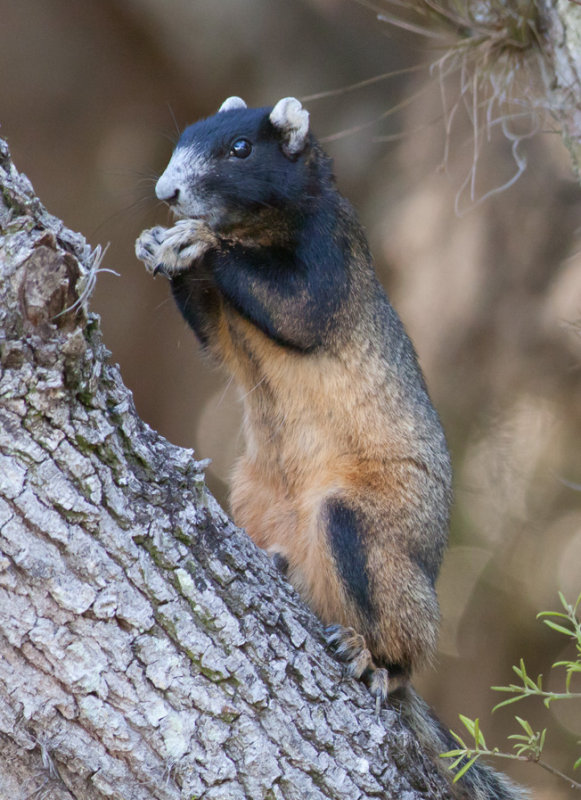 Fox Squirrell