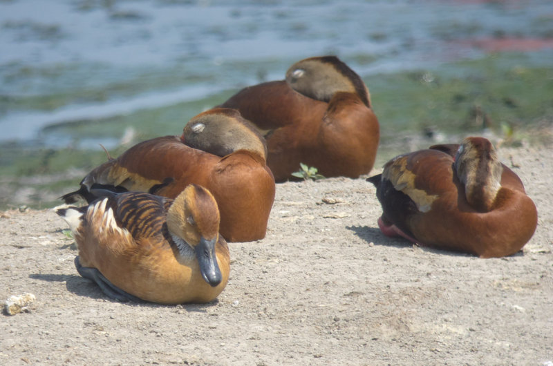 Fulvous & Black-bellied Whistling-Ducks