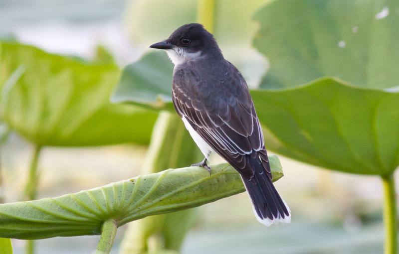 Eastern Kingbird