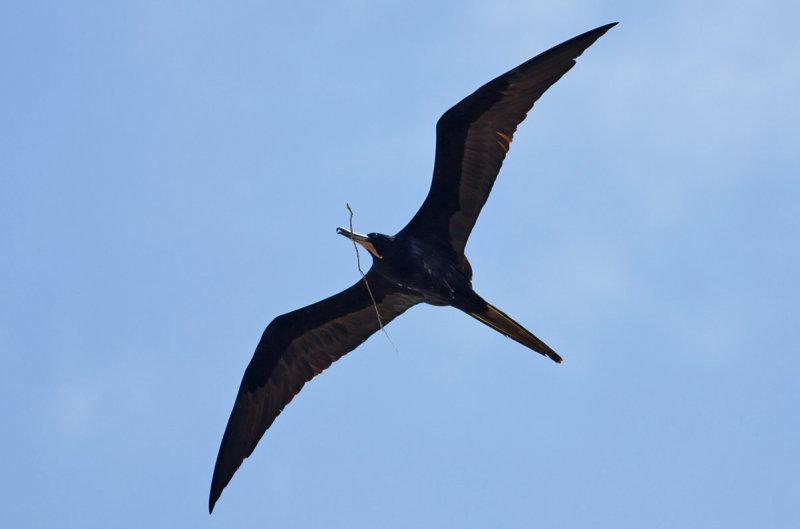 Magnificent Frigatebird