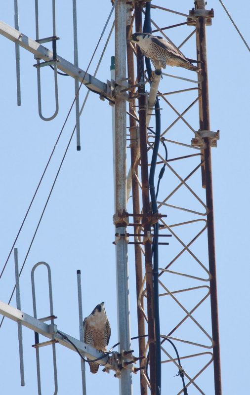 Peregrine Falcons