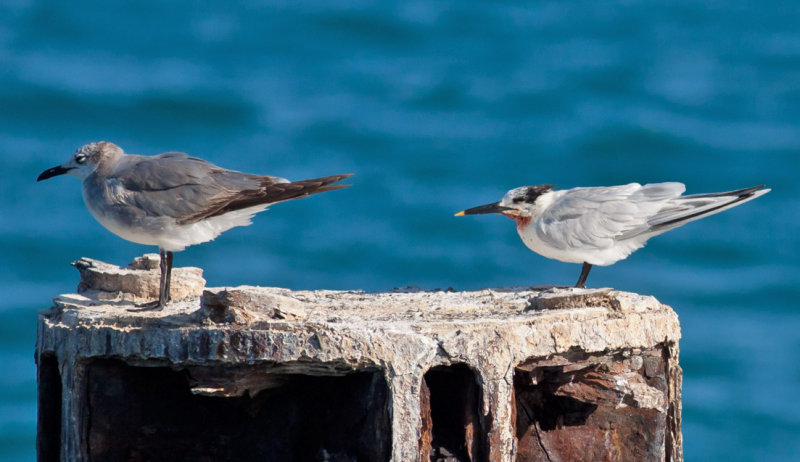 Sandwich Tern & Laughing Gull