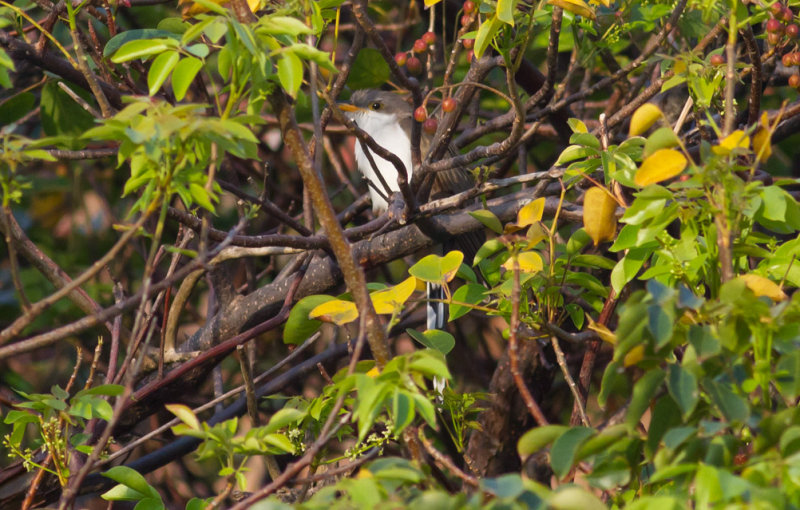 Yellow-billed Cuckoo