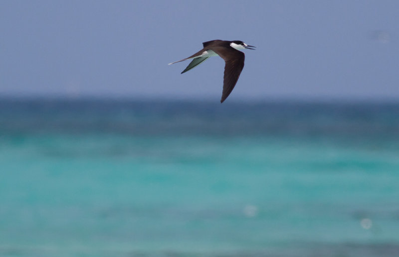 Sooty Tern