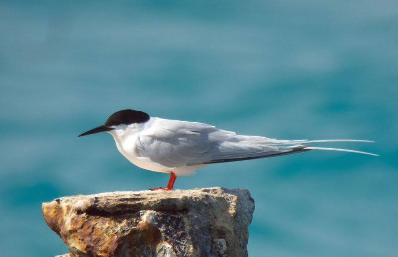 Roseate Tern