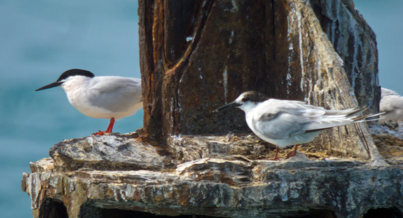 Roseate Terns