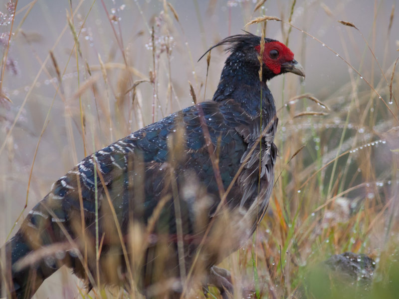 Kalij Pheasant