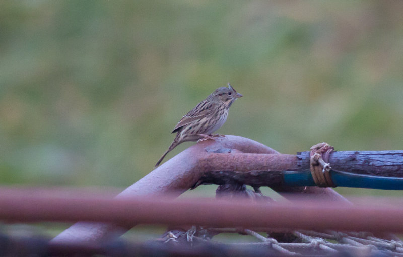 Lincolns Sparrow