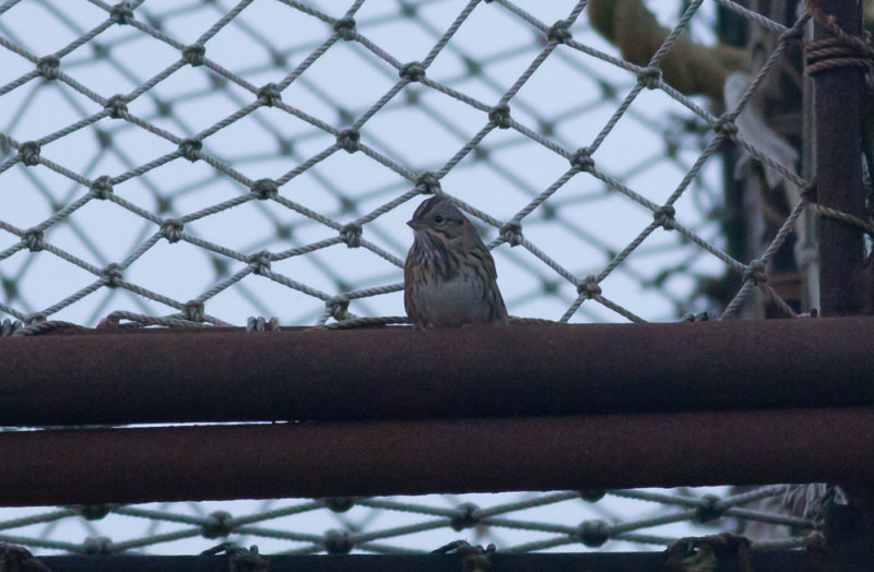 Lincolns Sparrow