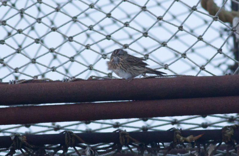 Lincolns Sparrow
