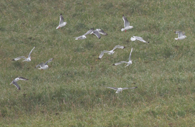 Red-legged & Black-legged Kittiwakes