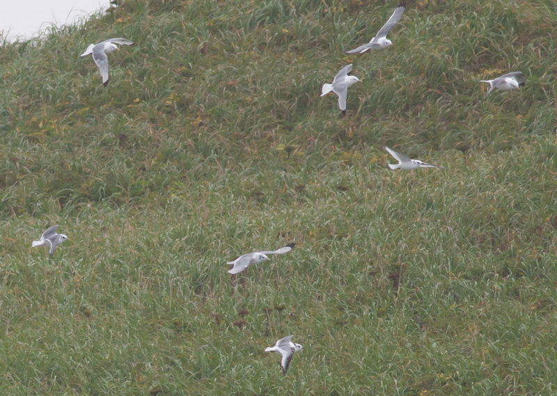 Red-legged & Black-legged Kittiwakes