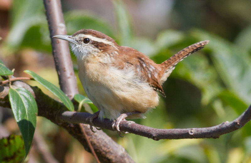 Carolina Wren