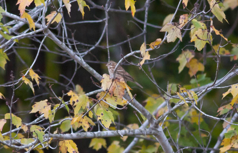 Vesper Sparrow
