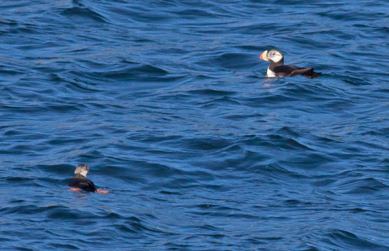 Horned Puffins