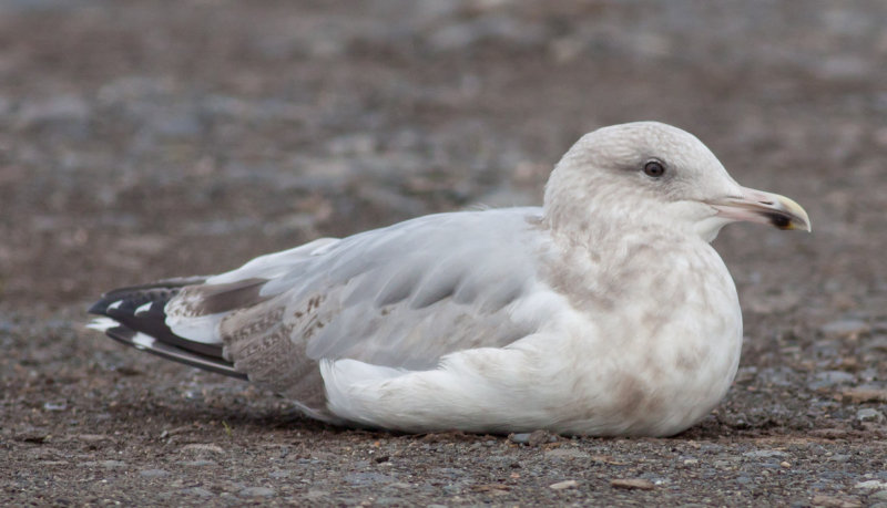 Hybird (Glaucous-winged x Herring Gull)
