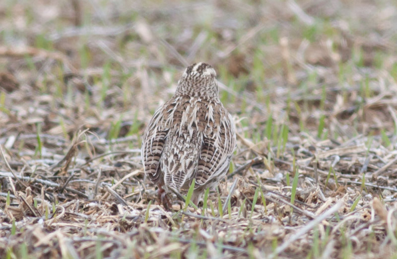 Western Meadowlark