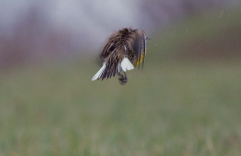 Eastern Meadowlark