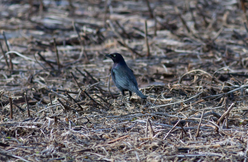 Brewers Blackbird