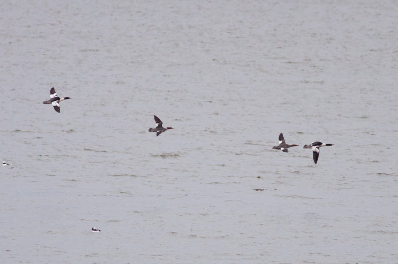 Common Mergansers
