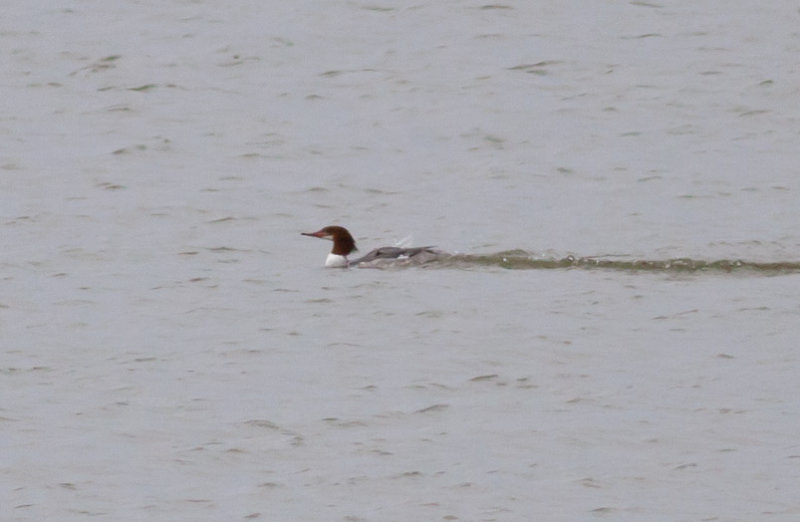 Common Merganser