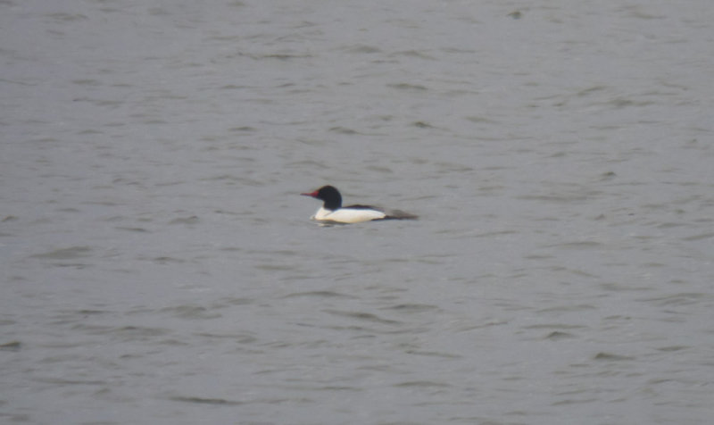 Common Merganser