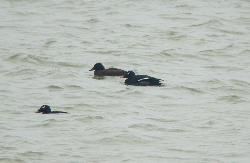 White-winged Scoters