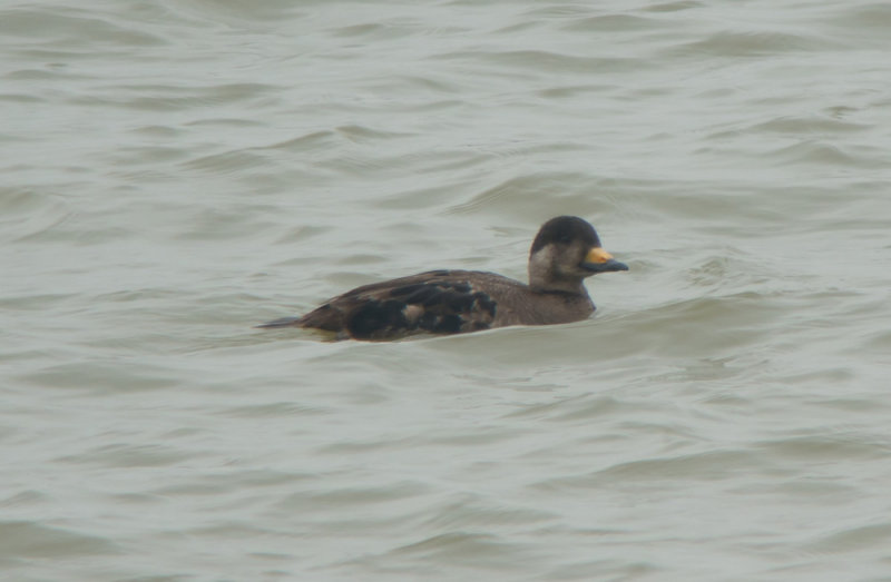 Black Scoter