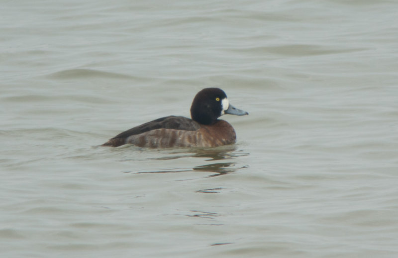 Greater Scaup
