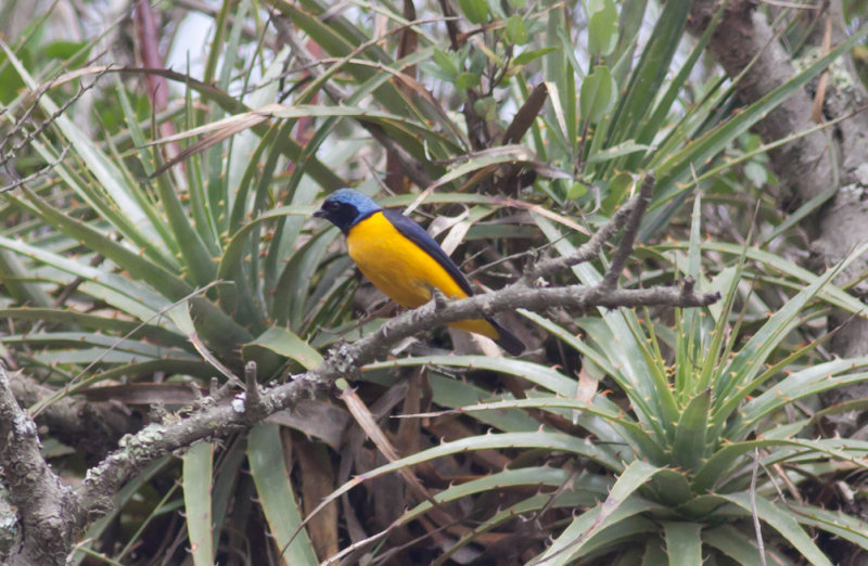 Golden-rumped Euphonia