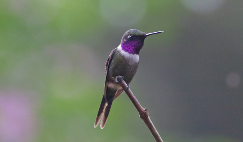 Purple-throated Woodstar