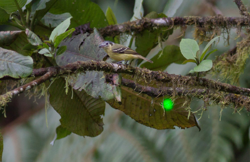 Slaty-capped Flycatcher