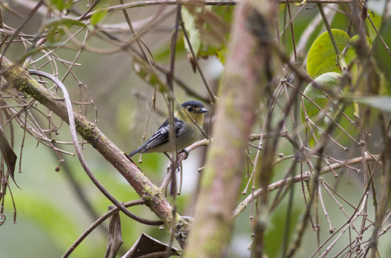 Barred Becard